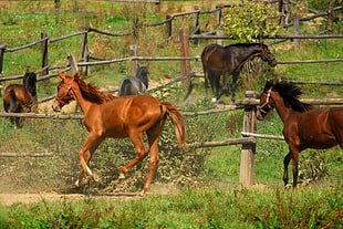 brown horse hopping beside fence infront of brown horse timelapse photography during daytime